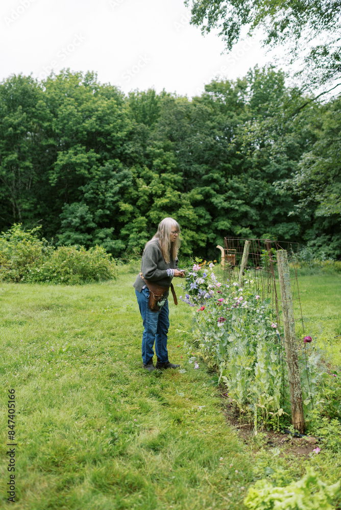 senior woman gardener with gray hair in backyard cutting flowers senior woman gardener with gray hair in backyard cutting flowers