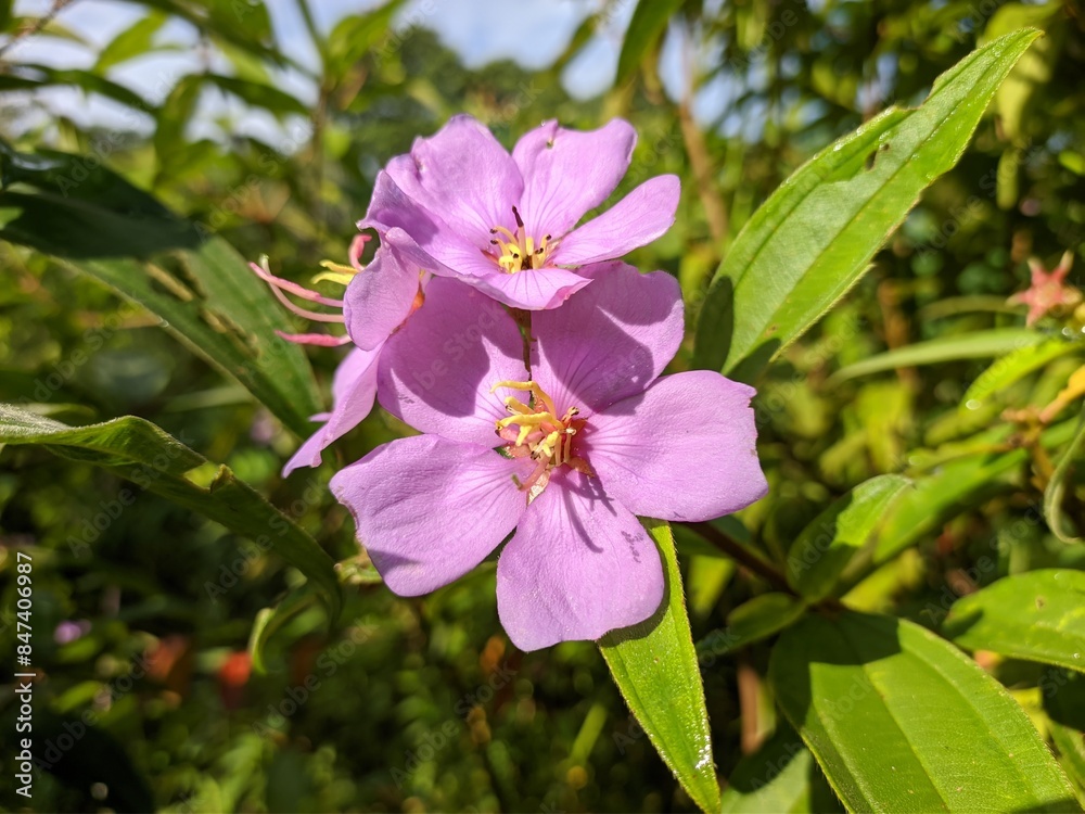 Obraz premium melastoma malabathricum flower in the morning