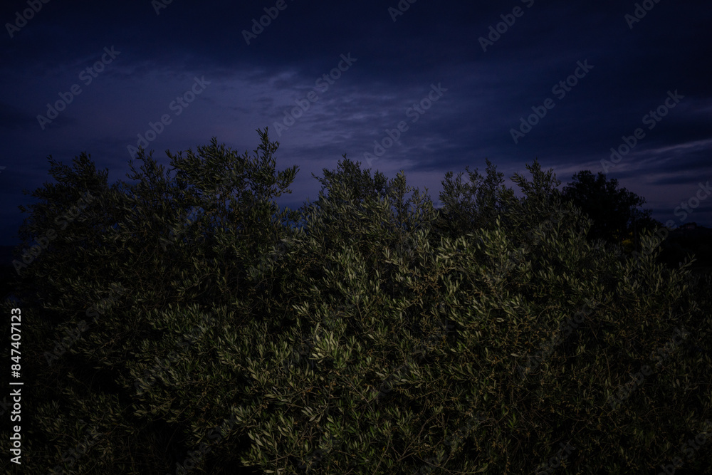 olive tree at night olive tree at night