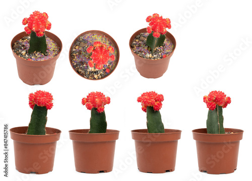 Gymnocalycium mihanovichii cactus photo
