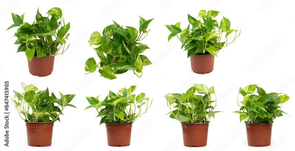 Obraz premium Different view of epipremnum flower