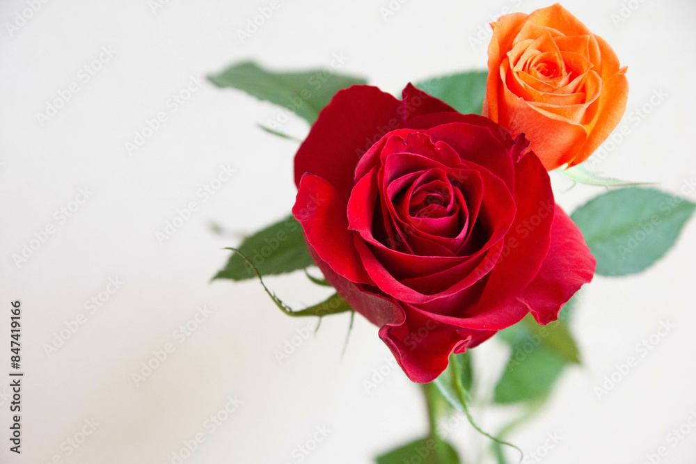 薔薇の花束 薔薇の花束