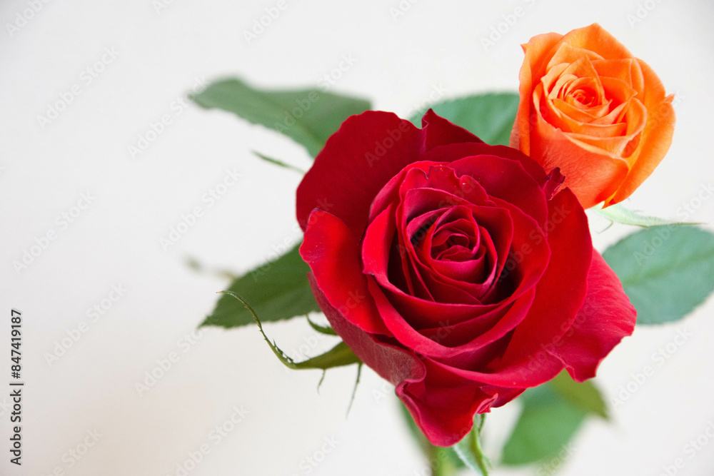 薔薇の花束