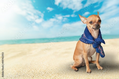 Cute dog puppy running on beach © BillionPhotos.com