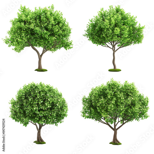 set of four trees collage images. Isolated On Transparent Background	