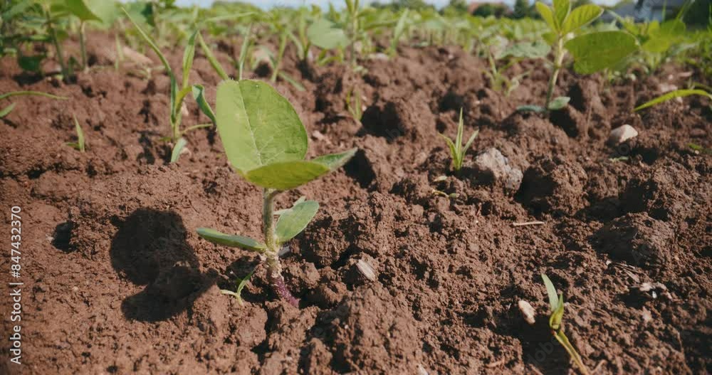 Young Soybean Seedling in the Field Young Soybean Seedling in the Field
