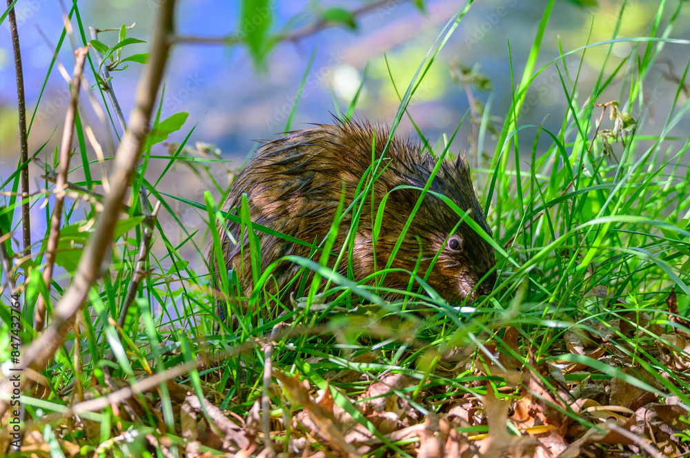 A Muskrat Looking for Food Near a Pond at Kensington Metropark, near Brighton, Michigan. A Muskrat Looking for Food Near a Pond at Kensington Metropark, near Brighton, Michigan.