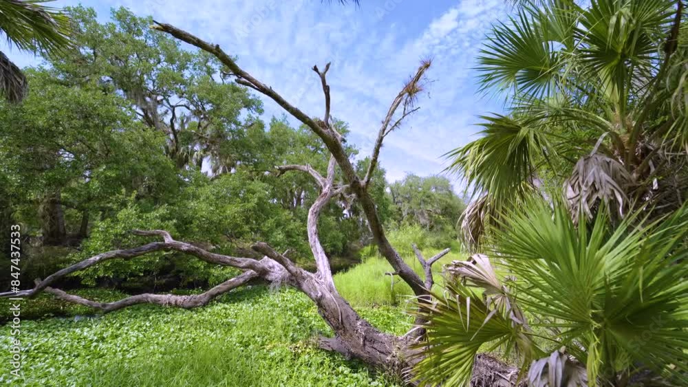 Florida subtropical jungles with green palm trees and wild vegetation in southern USA. Dense rainforest ecosystem Florida subtropical jungles with green palm trees and wild vegetation in southern USA. Dense rainforest ecosystem