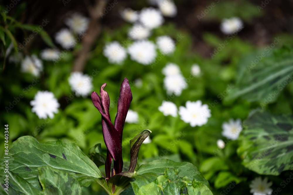 Close up of maroon flower blooming on a Giant Purple Wakerobin plant, a variety of trillium, with small white flowers in background, as a spring nature background
Close up of maroon flower blooming on a Giant Purple Wakerobin plant, a variety of trillium, with small white flowers in background, as a spring nature background