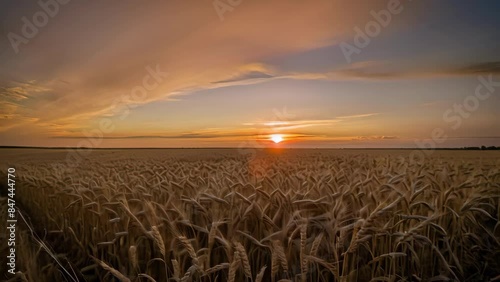 Golden Wheat Field Sunset in Summer