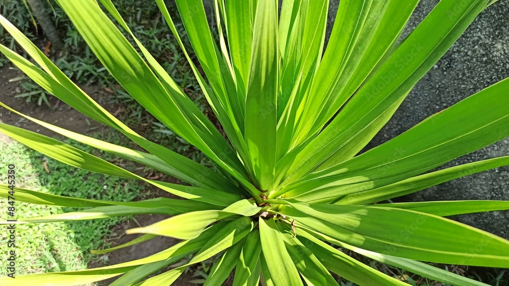 Fototapeta premium Dracaena Marginata
