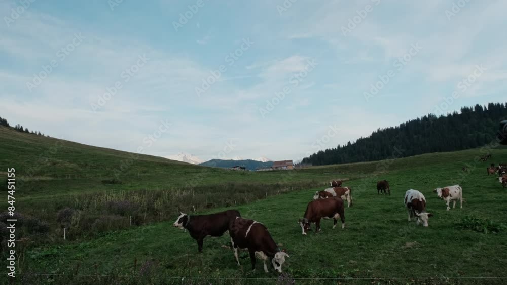 herd of cattle with cow bells at a farm in the french alps with Mont Blanc and other mountains in the back ground. herd of cattle with cow bells at a farm in the french alps with Mont Blanc and other mountains in the back ground.
