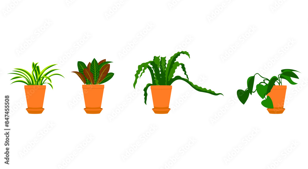 plants in pots on the white background plants in pots on the white background