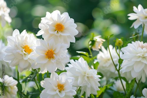 white flowers in the garden © Beauty