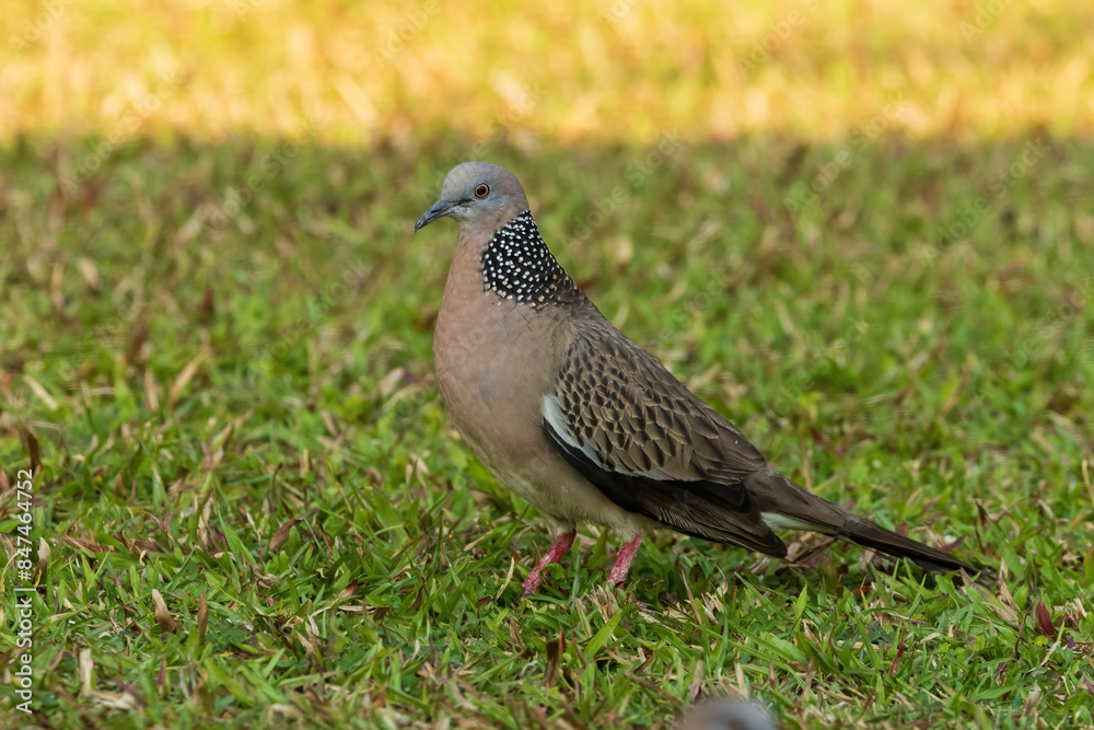 The Spotted Dove (Spilopelia chinensis) is a medium-sized dove characterized by its light brown plumage, black and white spotted collar, and pinkish underparts. The Spotted Dove (Spilopelia chinensis) is a medium-sized dove characterized by its light brown plumage, black and white spotted collar, and pinkish underparts.
