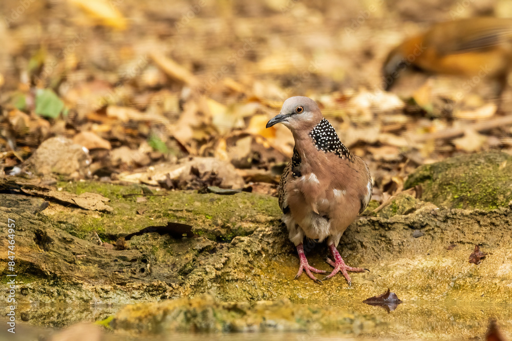 Naklejka premium The Spotted Dove (Spilopelia chinensis) is a medium-sized dove characterized by its light brown plumage, black and white spotted collar, and pinkish underparts.
