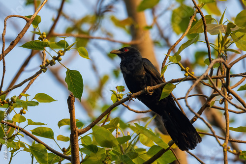 The Asian Koel (Eudynamys scolopaceus) is a large cuckoo with a long tail. Males have glossy black plumage with red eyes, while females are brown with white spots and streaks on their underparts.