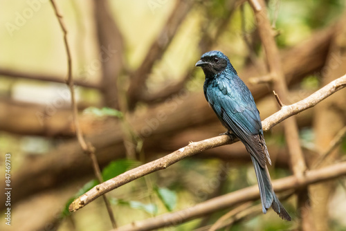 The Black Drongo (Dicrurus macrocercus) is a medium-sized bird with glossy black plumage, a deeply forked tail, and bright red eyes.  photo