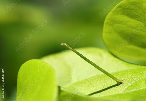 直立ポーズのフタナミトビヒメシャクの幼虫（尺取り虫・自然光＆ストロボ・マクロレンズ接写） photo