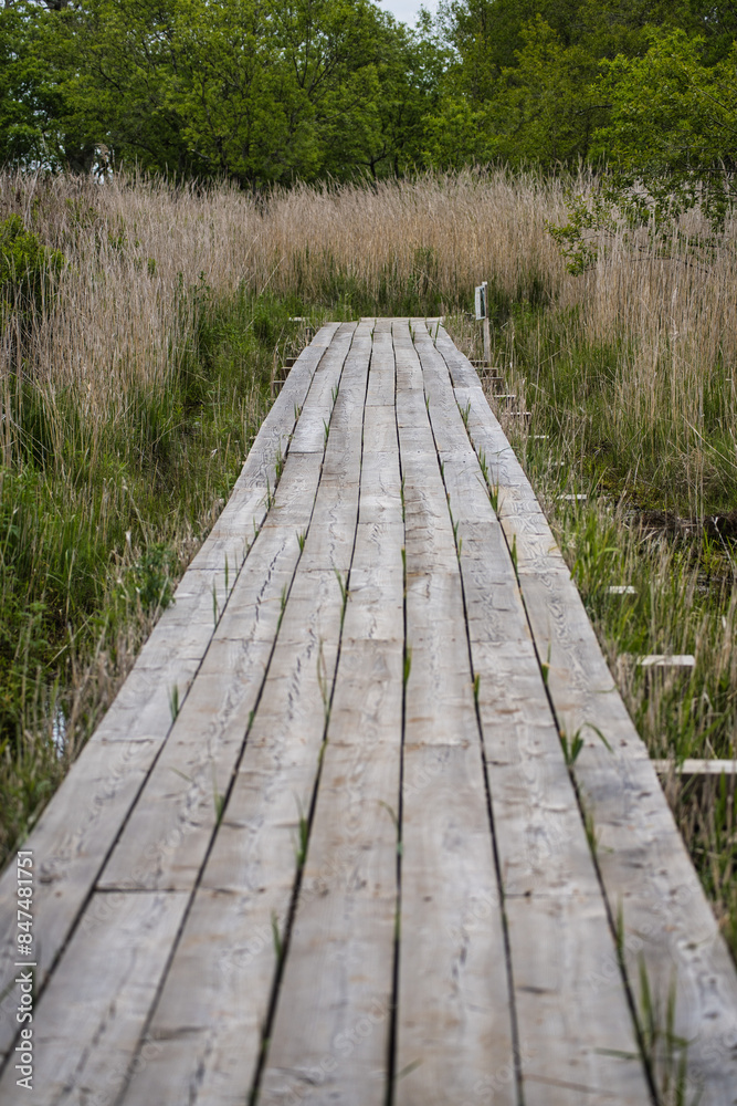 Fototapeta premium Hokkaido,Japan - June 6, 2024: Yachibouzu Boardwalk at Kiritappu Wetland in Hokkaido