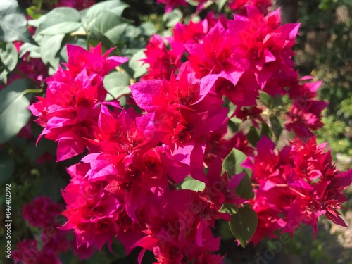 chili trees that bear abundant fruit