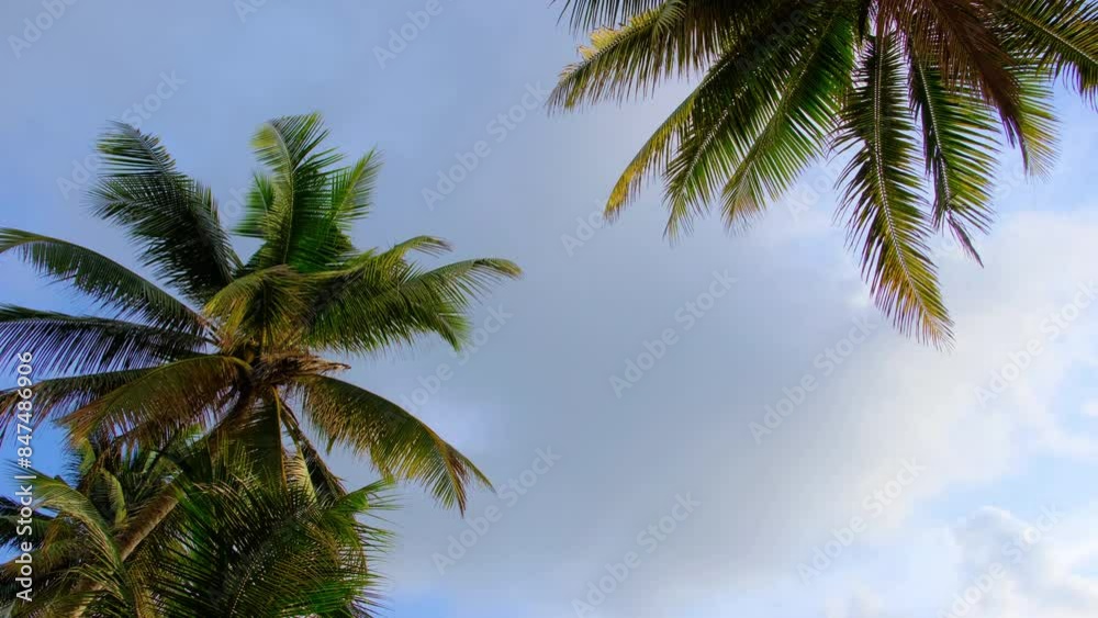 Coconut palm tree on a sunny day. Coconut palm tree on a sunny day.