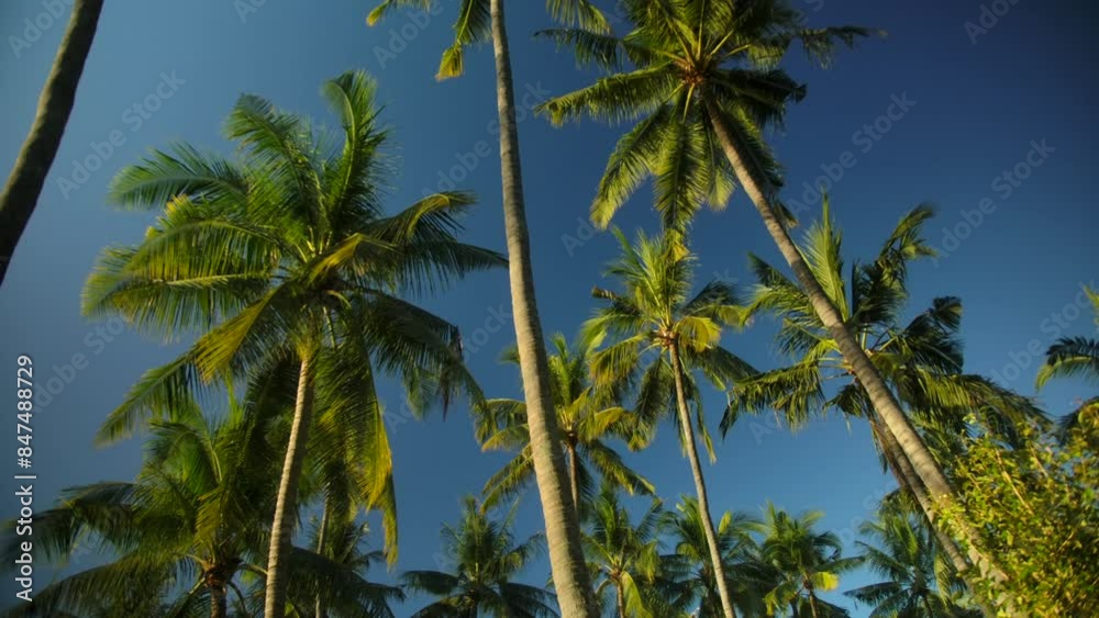 Tropical palm trees against clear blue sky and sunlight create serene atmosphere Tropical palm trees against clear blue sky and sunlight create serene atmosphere