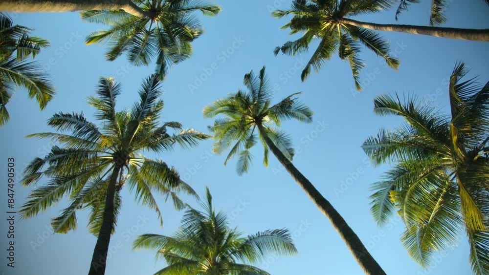 Tropical palm trees against clear blue sky and sunlight create serene atmosphere Tropical palm trees against clear blue sky and sunlight create serene atmosphere