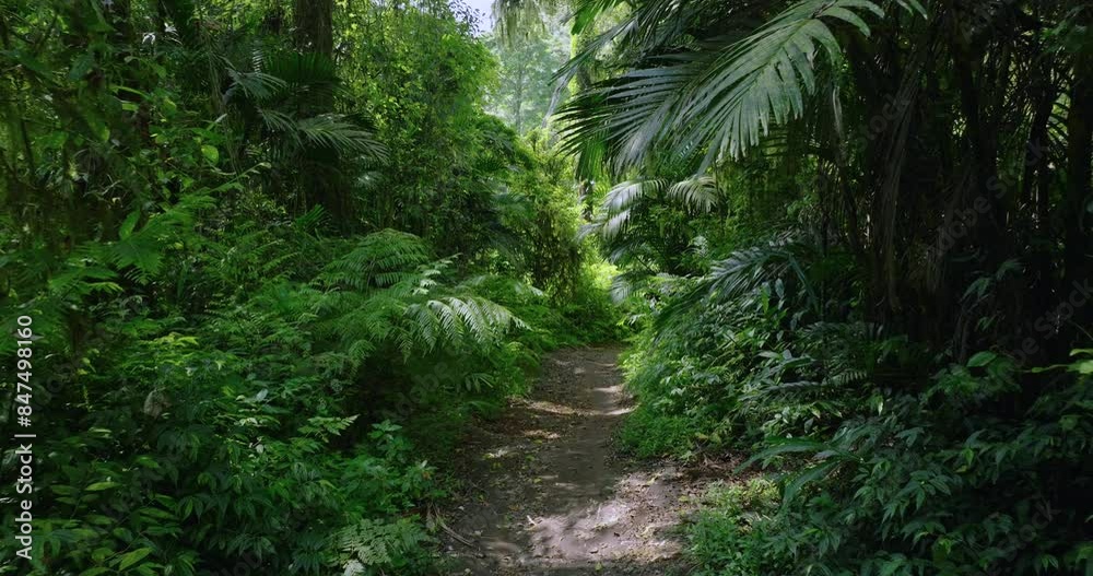 Path in the tropical forest in Bali. Nature background of a rainforest. 