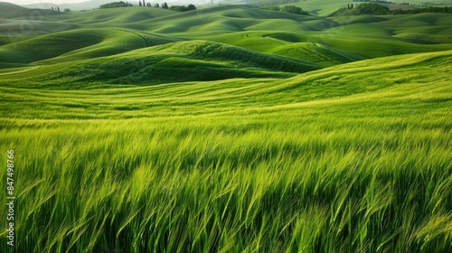 Field of green grains among spring hills © 2rogan