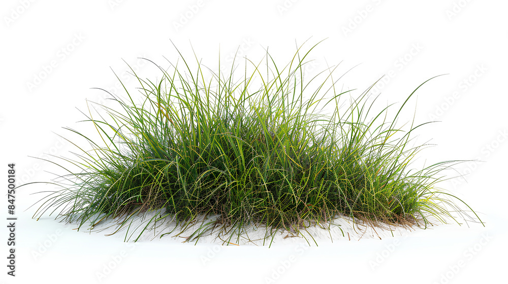 Growth of buffalo grass a native prairie grass known for its drought resistance and less frequent mowing needs isolated on white background Growth of buffalo grass a native prairie grass known for its drought resistance and less frequent mowing needs isolated on white background