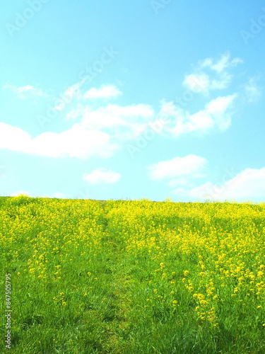 菜の花満開の春の江戸川土手風景