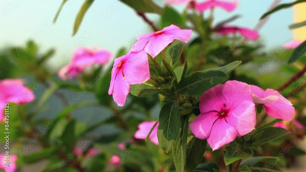 Catharanthus roseus Flowers swaying by the wind in wild forest.Beautiful leaf form,swing stem shape view. Pingtung Riverside Park,Taiwan. Real time. 4K. High angle view. High quality video Catharanthus roseus Flowers swaying by the wind in wild forest.Beautiful leaf form,swing stem shape view. Pingtung Riverside Park,Taiwan. Real time. 4K. High angle view. High quality video