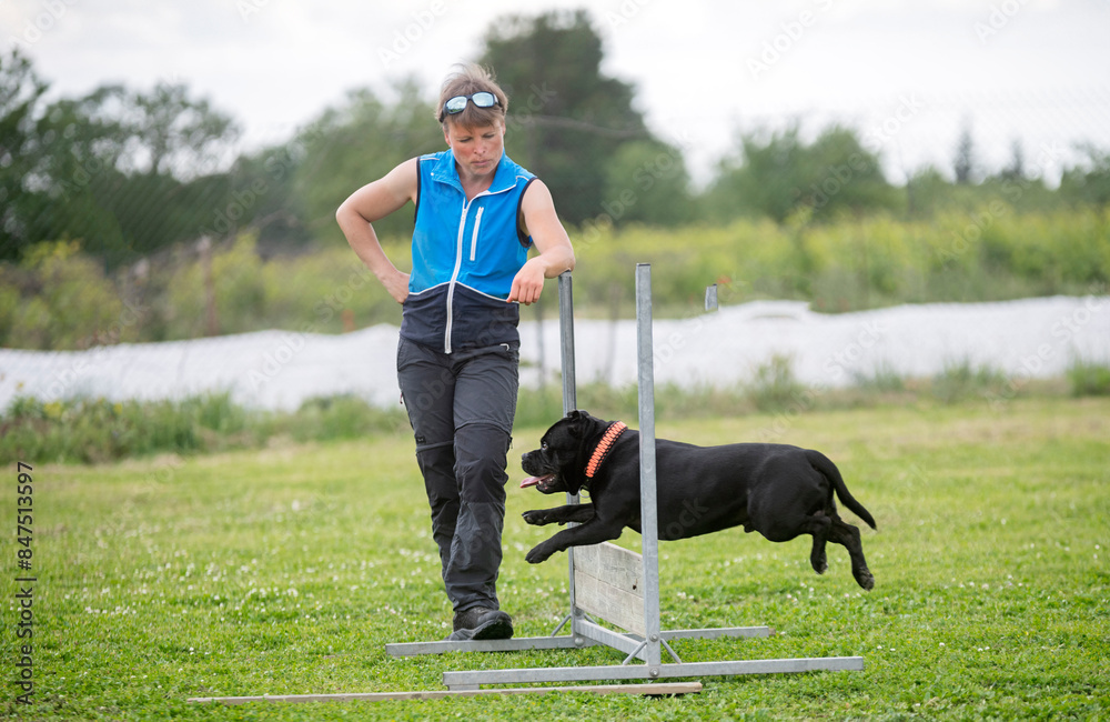 staffordshire bull terrier training