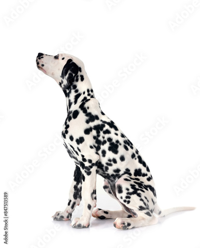 puppy dalmatian in studio