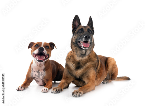 staffordshire bull terrier and malinois