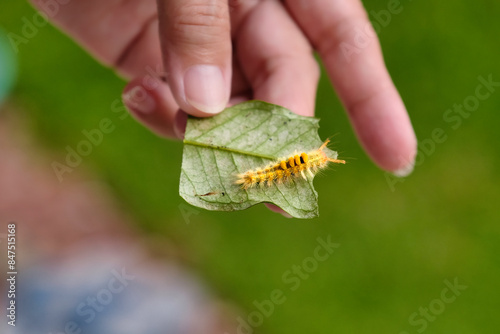 Close up shot of furry yellow caterpillar eating leaf photo