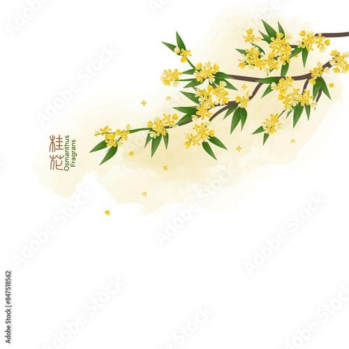 Illustration of an osmanthus flower, the Chinese text is Osmanthus fragrans