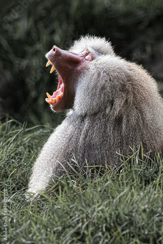Baboon