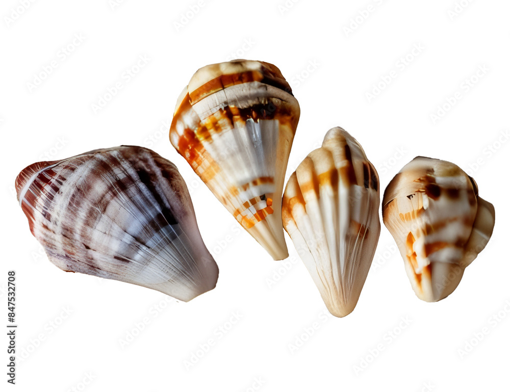 Fototapeta premium seashell isolated