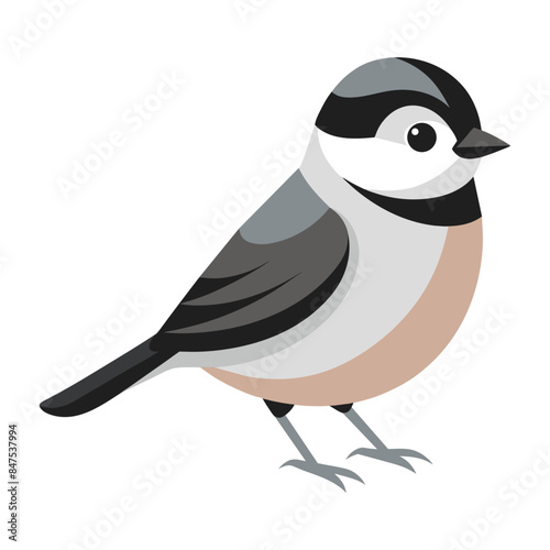 Chickadee bird on a white background