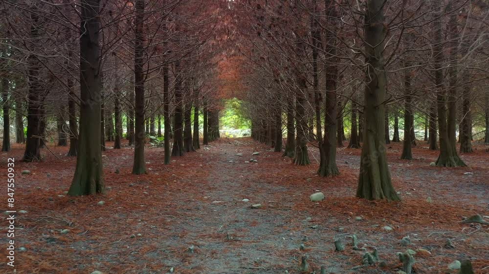 Low flyover the serene path of a bald cypress grove with reddish-brown needles covering the ground under a natural canopy of bare branches, trunks surrounded by cypress knees on the forest floor.