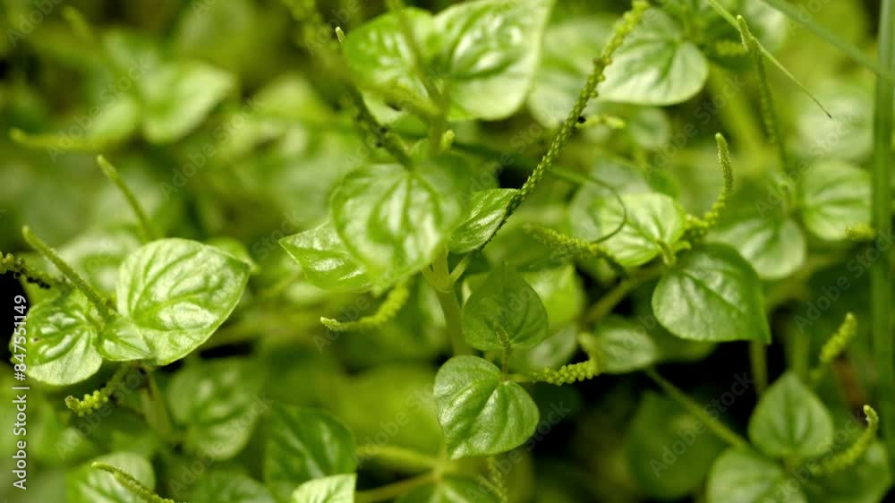 Pepper elder or Peperomia pellucida is a wild plant that can be used as an alternative herbal medicine, glass stamp plant Pepper elder or Peperomia pellucida is a wild plant that can be used as an alternative herbal medicine, glass stamp plant