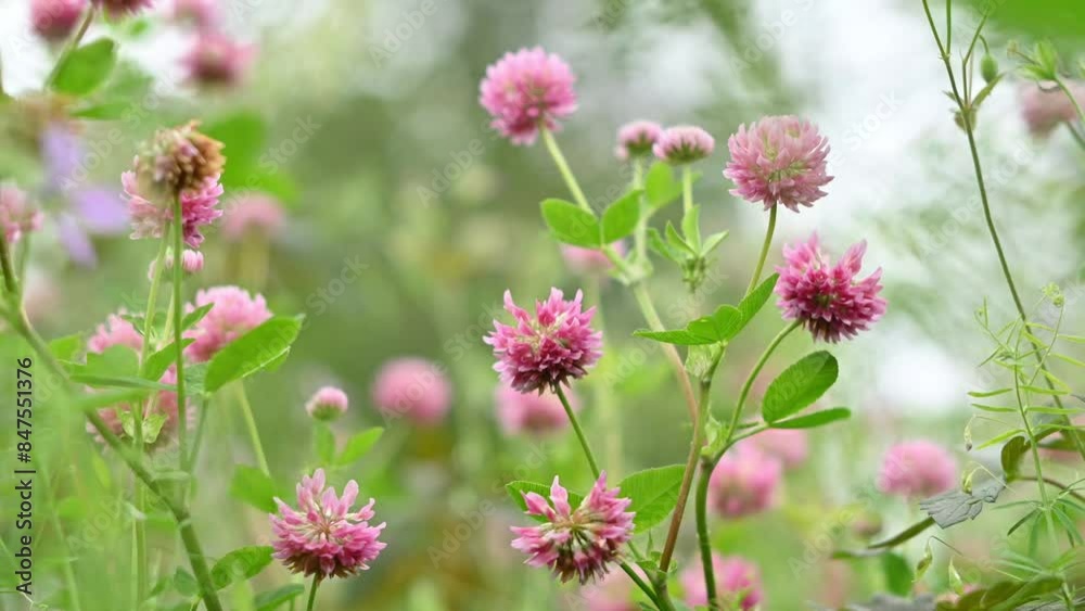 Pink clover close-up with blurred background. Flowers for bees. Wildflowers for bees. Pink clover close-up with blurred background. Flowers for bees. Wildflowers for bees.