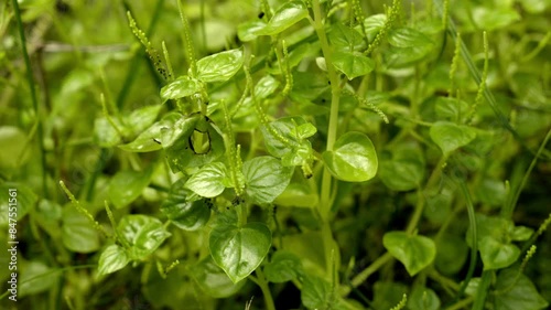 Pepper elder or Peperomia pellucida is a wild plant that can be used as an alternative herbal medicine, glass stamp plant photo