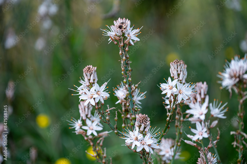 Mallorca, Landschaft, Mittelmeer, Pflanzen, Natur, Blumen, Tiere, Markt, Reisen, Travel, Europa, Mediterran Mallorca, Landschaft, Mittelmeer, Pflanzen, Natur, Blumen, Tiere, Markt, Reisen, Travel, Europa, Mediterran