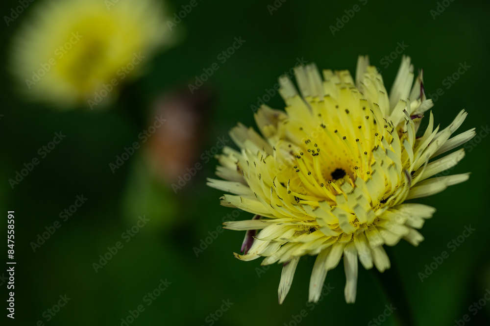 Mallorca, Landschaft, Mittelmeer, Pflanzen, Natur, Blumen, Tiere, Markt, Reisen, Travel, Europa, Mediterran Mallorca, Landschaft, Mittelmeer, Pflanzen, Natur, Blumen, Tiere, Markt, Reisen, Travel, Europa, Mediterran