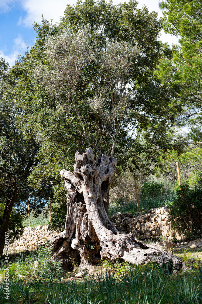 Mallorca, Landschaft, Mittelmeer, Pflanzen, Natur, Blumen, Tiere, Markt, Reisen, Travel, Europa, Mediterran Mallorca, Landschaft, Mittelmeer, Pflanzen, Natur, Blumen, Tiere, Markt, Reisen, Travel, Europa, Mediterran