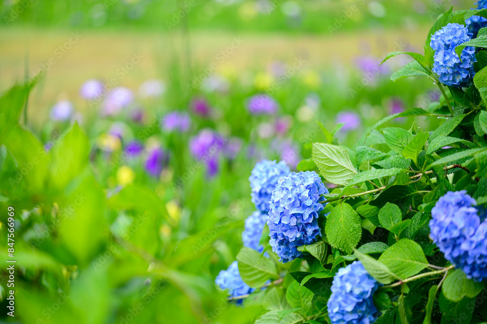 青色のアジサイと背景に菖蒲が咲く夏の庭園 青色のアジサイと背景に菖蒲が咲く夏の庭園