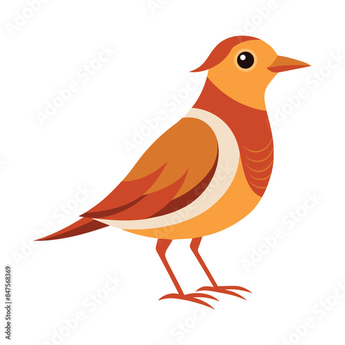lark bird isolated on white background